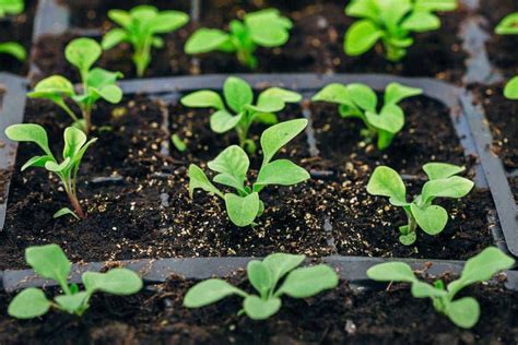 When To Plant Petunia Seeds?