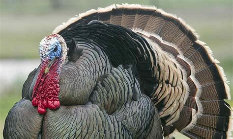 Wild Turkey — Texas Parks & Wildlife Department