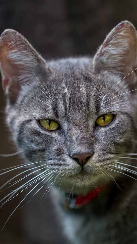 Adorable Gray Tabby Cat Wallpaper