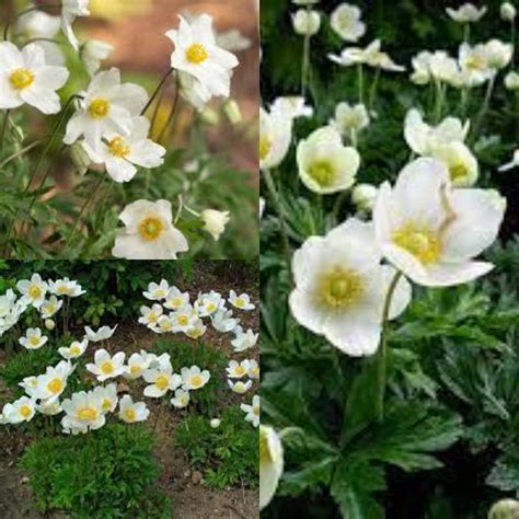 Seeds for planting Anemone sylvestris seeds Snowdrop | Etsy