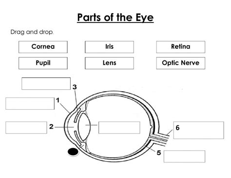 Parts of the Eye Interactive Worksheet