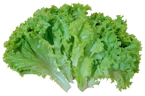 Lettuce clip art clipart 4 image - Clipartix