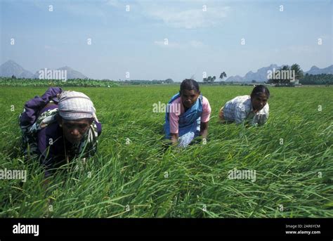 INDIA Farming scene, Tamil Nadu Harvesting rice Stock Photo - Alamy