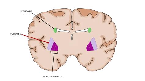 Know Your Brain: Putamen