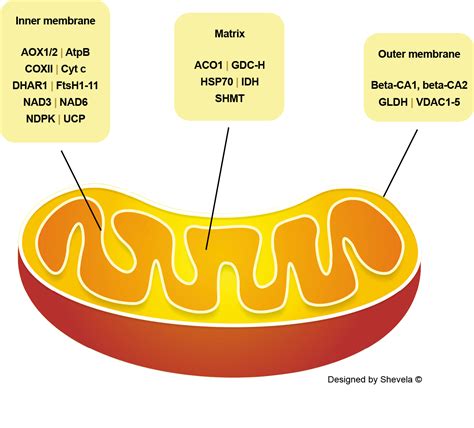 Antibodies to plant Mitochondria | Respiration enzymes