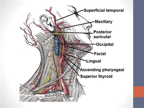 Carotid in neck , eca, ima