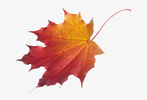 Autumn Leaves Clipart Chinar - Autumn Maple Leaf Png - Free Transparent PNG Download - PNGkey