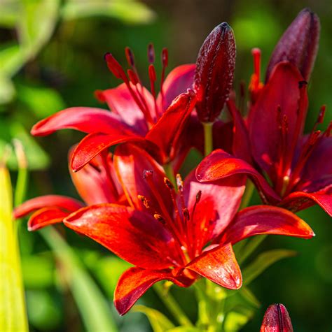 Hybrid lilies - RHS Lily Group