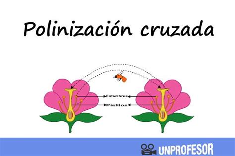 Qué es la POLINIZACIÓN cruzada - ¡¡RESUMEN + IMÁGENES!!