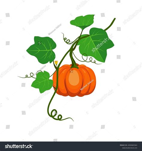 Pumpkin With Vines: Over 1,664 Royalty-Free Licensable Stock Vectors ...