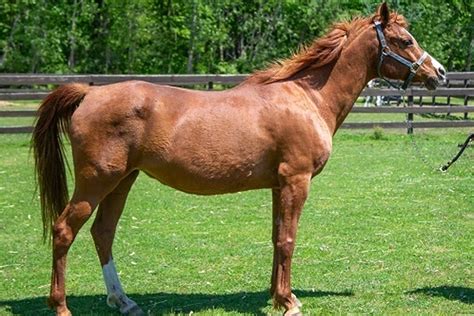 Six Horse Breeds You Should Know - All My Medicine