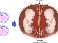 28 DCDA Twins ideas | twins, how to have twins, twin babies