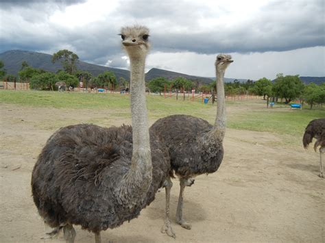 ostriches