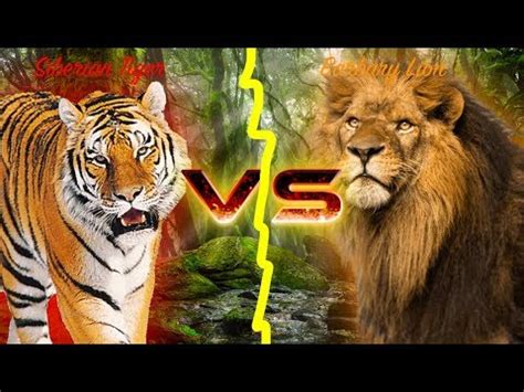 Barbary Lion VS Siberian Tiger - YouTube