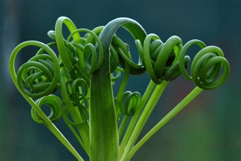 Spiral Grass Succulent (Albuca Spiralis) 101: Care and Propagation Simplified | Succulent Alley