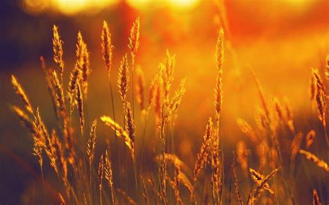 HD wallpaper: wheat field, ears, cereals, rye, orange, beams, sun ...