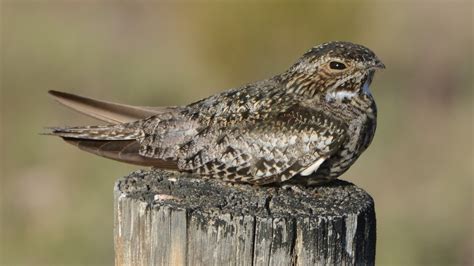 Common nighthawk - song / call / voice / sound.