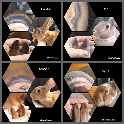 Rex Rabbit Color Chart