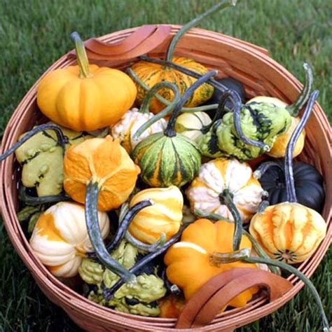 Decorative Gourd Seeds — Jack Seeds