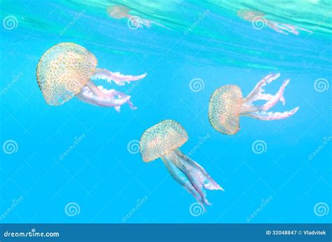 The Mauve Stinger (Pelagia Noctiluca). Stock Image - Image of noctiluca, beach: 32048847