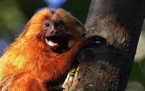 Endangered Brazilian monkeys get a bridge to themselves - The Mainichi