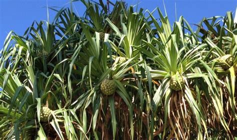 All about the pandanus tree in Hawaii - Travel To Paradise