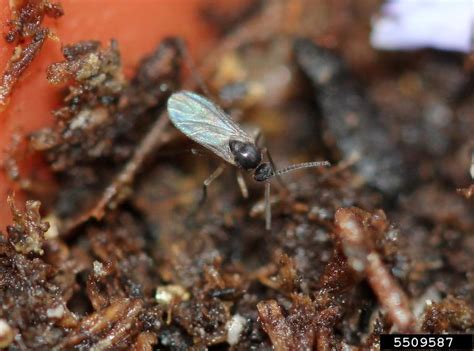 Fungus Gnats - School IPM - USU Extension | USU