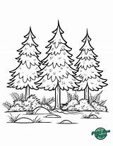 Spruce Tree Forest Coloring Pages sketch template