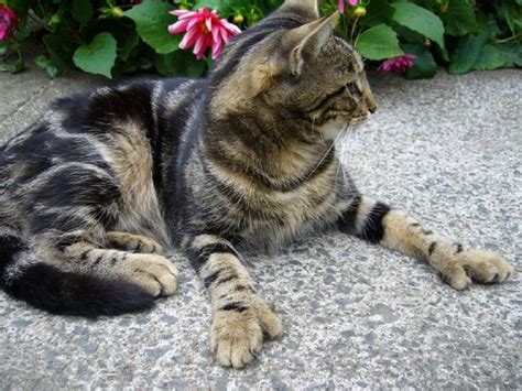 Polydactyl Cats | Polydactyl cat, Cat breeds, Cats