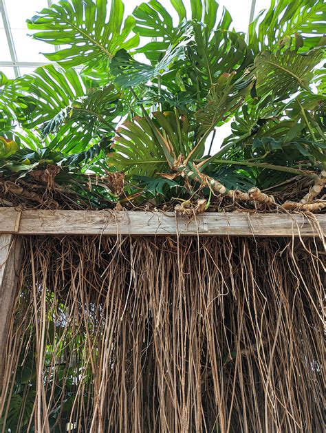 Split Leaf Philodendron Roots