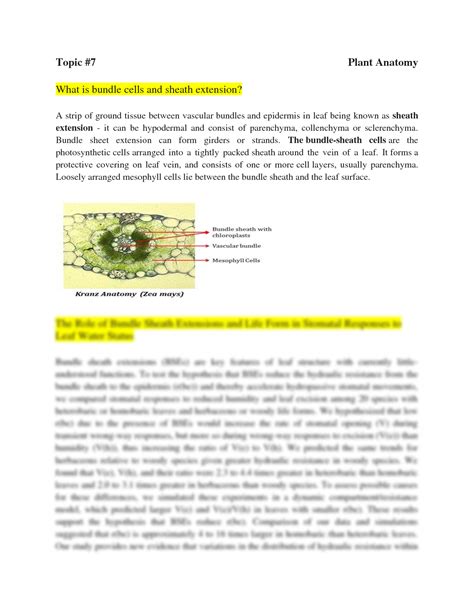 SOLUTION: What is bundle sheat cells and sheath extension - Studypool