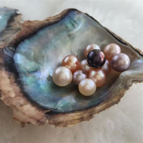 3 Open an Oyster with Pearl Akoya Saltwater Oyster Pearl | Etsy in 2021 | Oysters, Oyster pearl ...