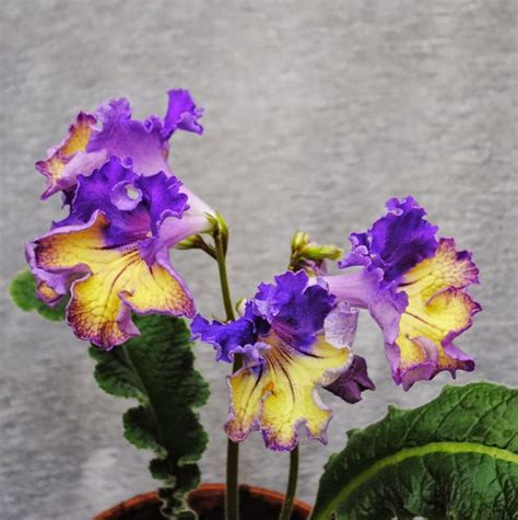 Streptocarpus Piotr Kleszczyński | Pretty flowers, Purple garden, Beautiful flowers