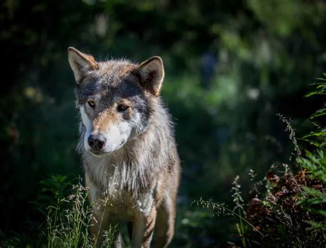 The Absolute Best List of Wolf Names - A-Z Animals