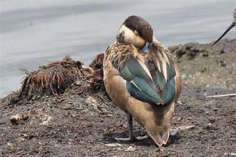 Hottentot Teal – teal in colour – BirdLife eThekwini KZN