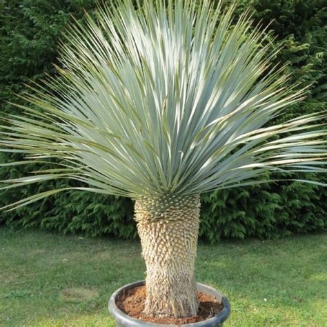 Muda de Yucca-de-Bico (Yucca Rostrata) - Plantas Dona Euzébia