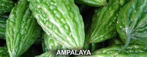 Ampalaya in English - Bitter Melon or Bitter Gourd Benefits | Diavit Herbs