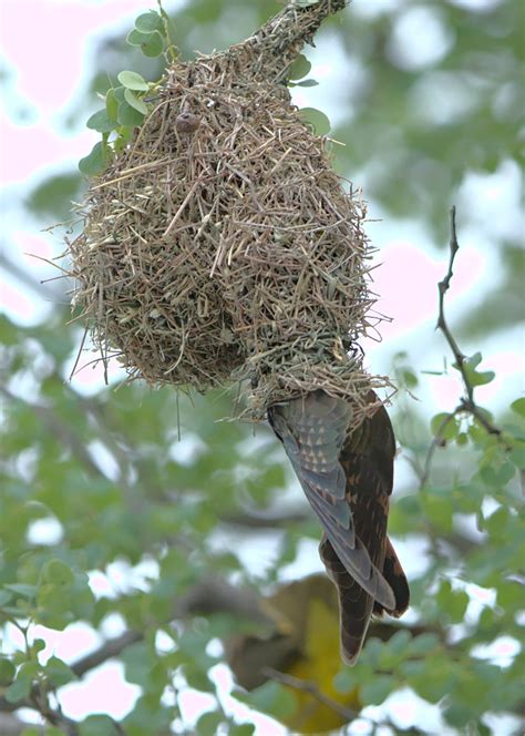 cuckoo-enters-nest – Learn the Birds