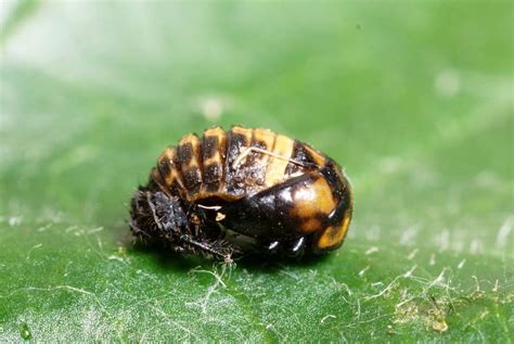 Learn the 5 Forms of Insect Pupae