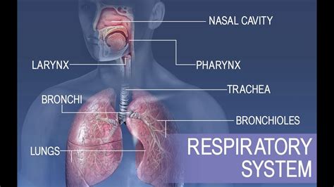 Anatomy And Physiology Of Human Respiratory System Pdf - enbigi