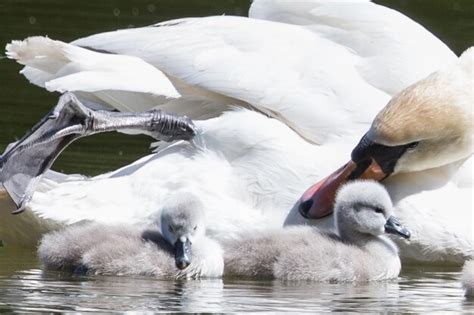 Premium Photo | Swans swimming in lake