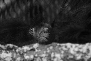 Baby Orangutan | Chester Zoo Jan 2020 | Rachael Webster | Flickr