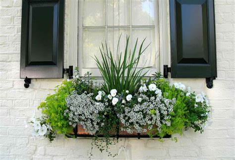 15 Gorgeous Flowering Window Box Ideas for Spring