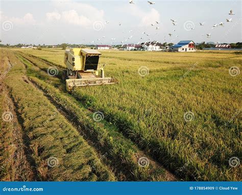 Harvesting Season in Paddy Field. Editorial Stock Image - Image of ...