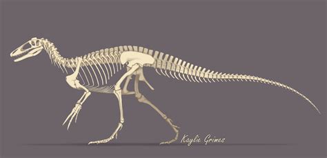 ArtStation - Megaraptor Skeletal & Musculature Concept Art