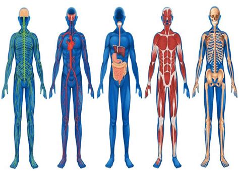 General Anatomy Physiology Related Keywords & Suggestions - - DaftSex HD