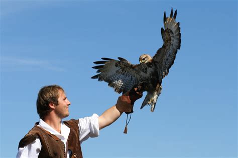 Falconry » Definition, History, Fun Facts - Bird Buddy Blog