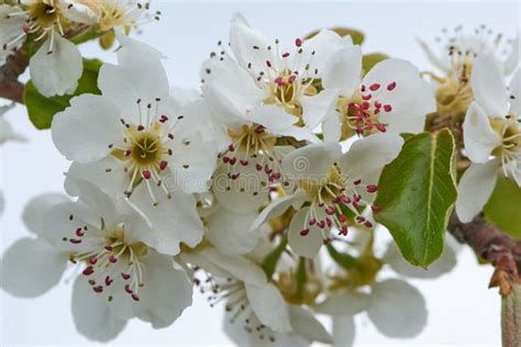 Sweet White Flowers Blooming Pear-tree, Pear in the Spring Garden ...