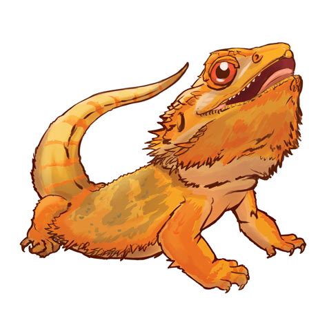 Bearded Dragon No Background | PNG All