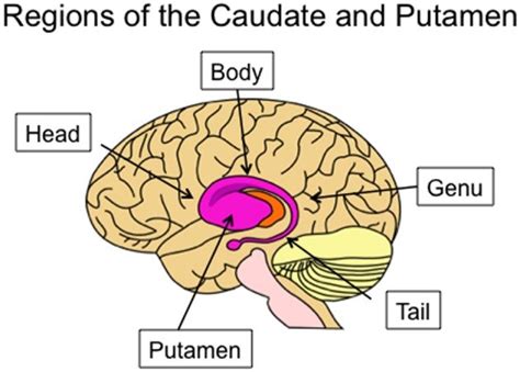 Caudate And Putamen